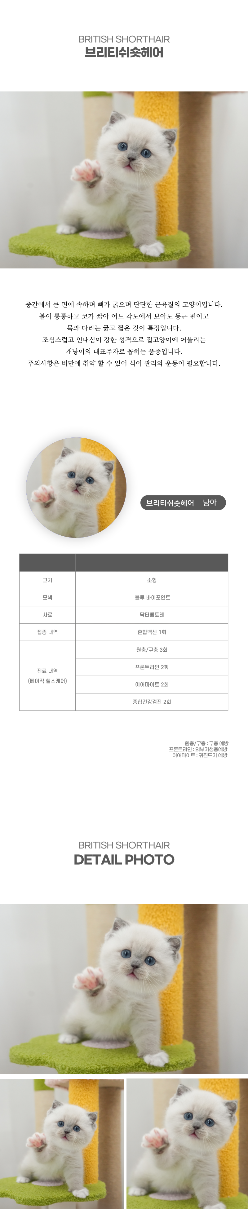 브리티쉬숏헤어_상세이미지_2